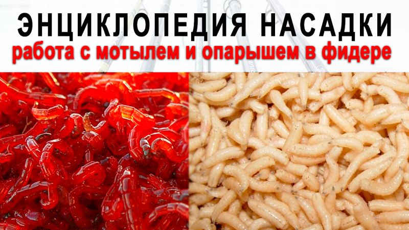 Энциклопедия насадки: работа с мотылем и опарышем в фидере